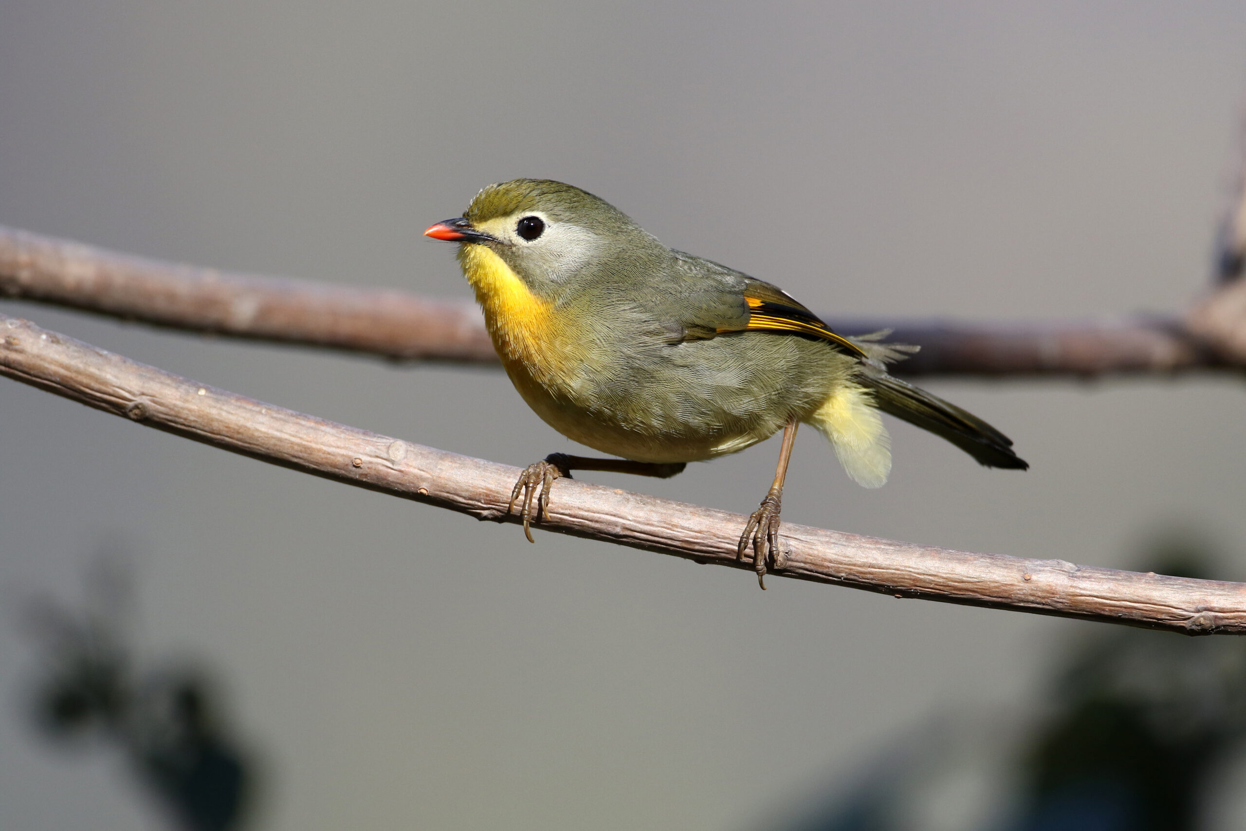 Red-billed Leiothrix perched on a branch.