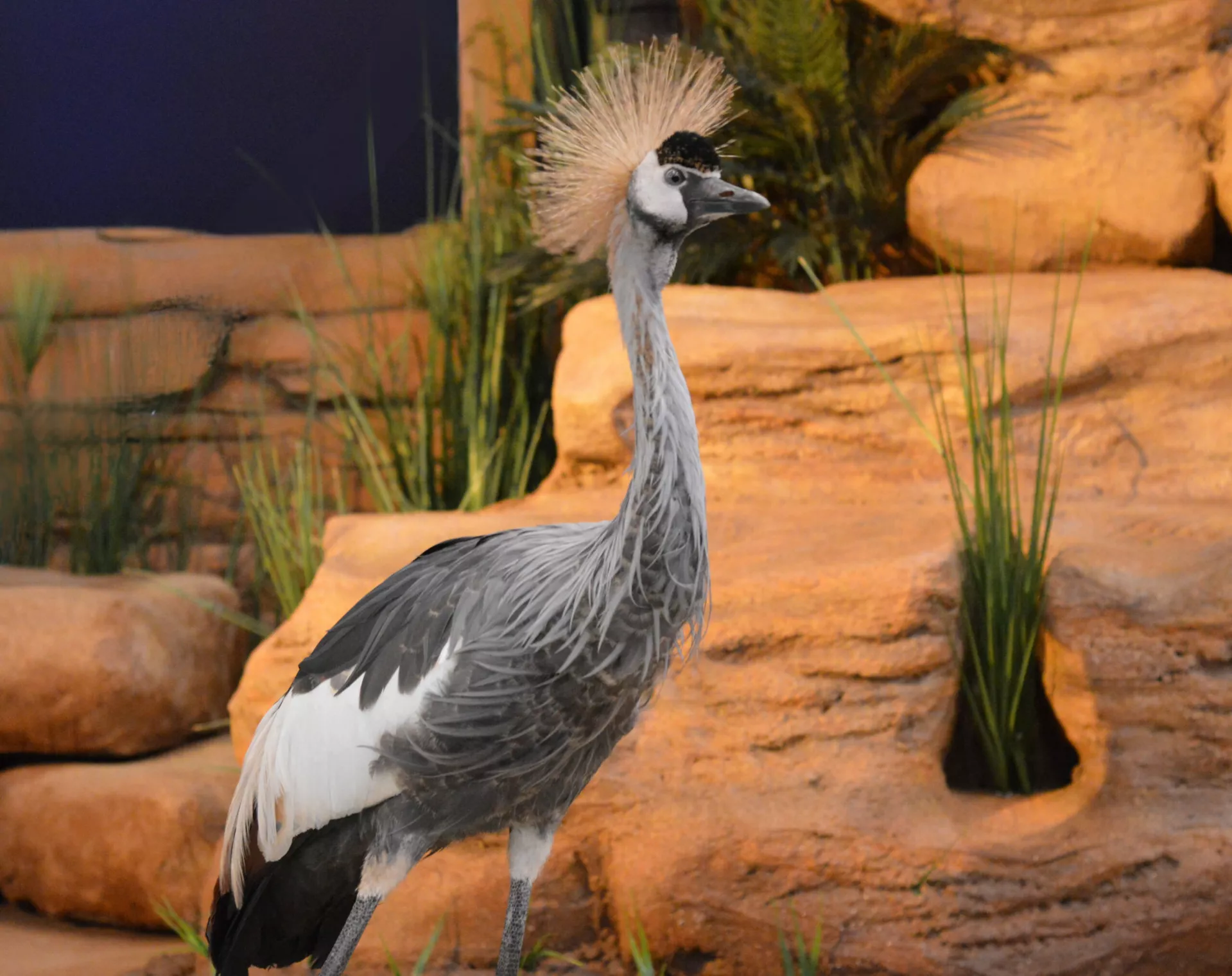 Gray crowned crane