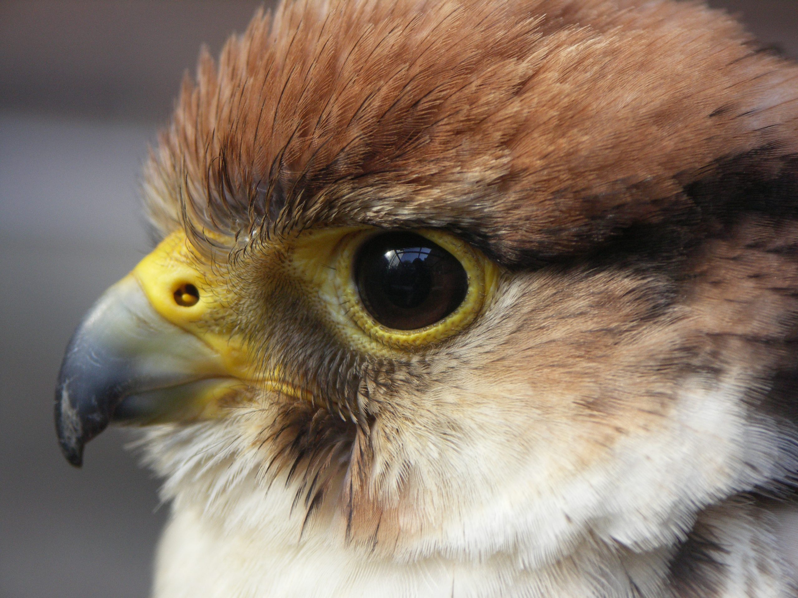 falcon summer convention