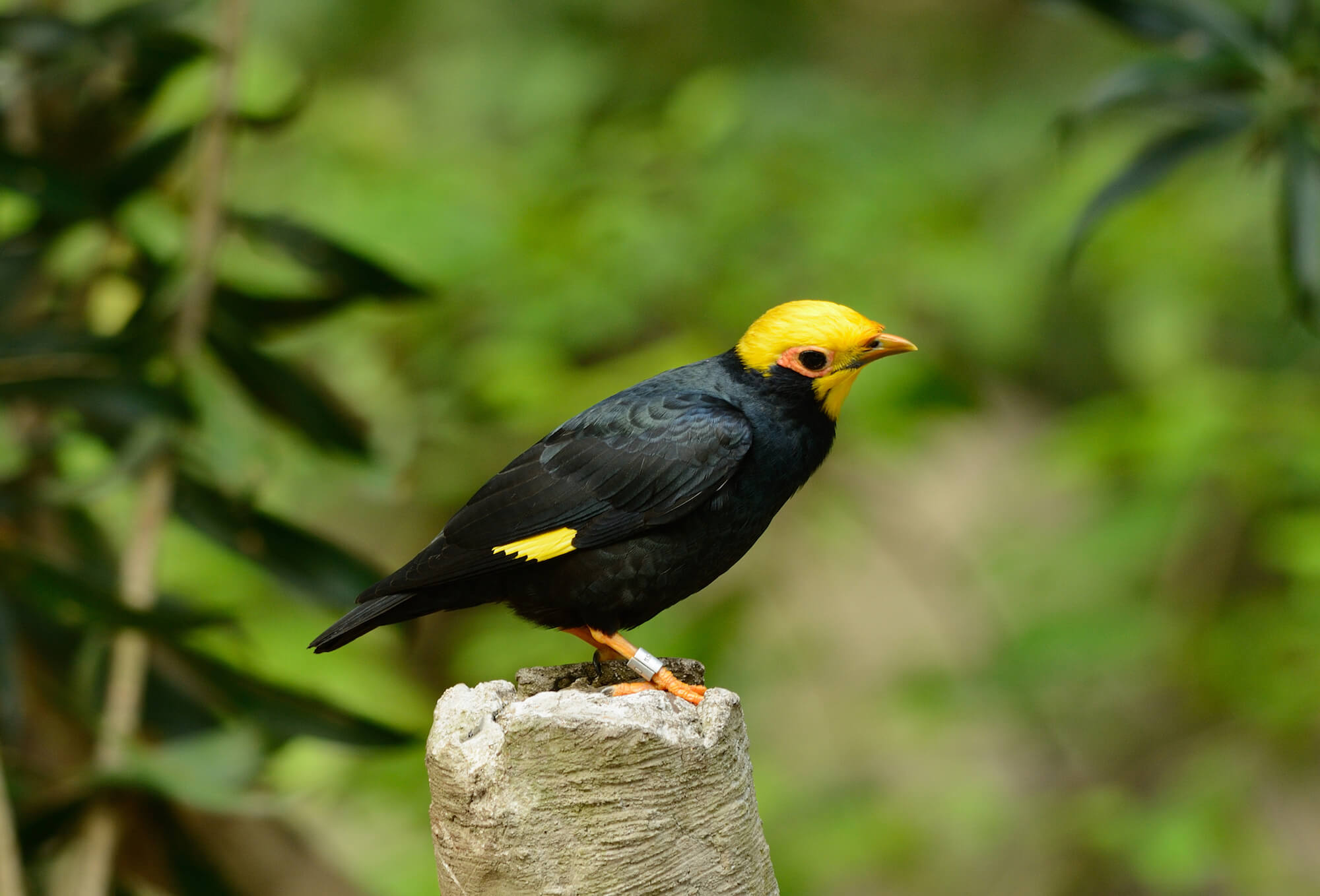 Golden-crested Myna perched on a wooden stump