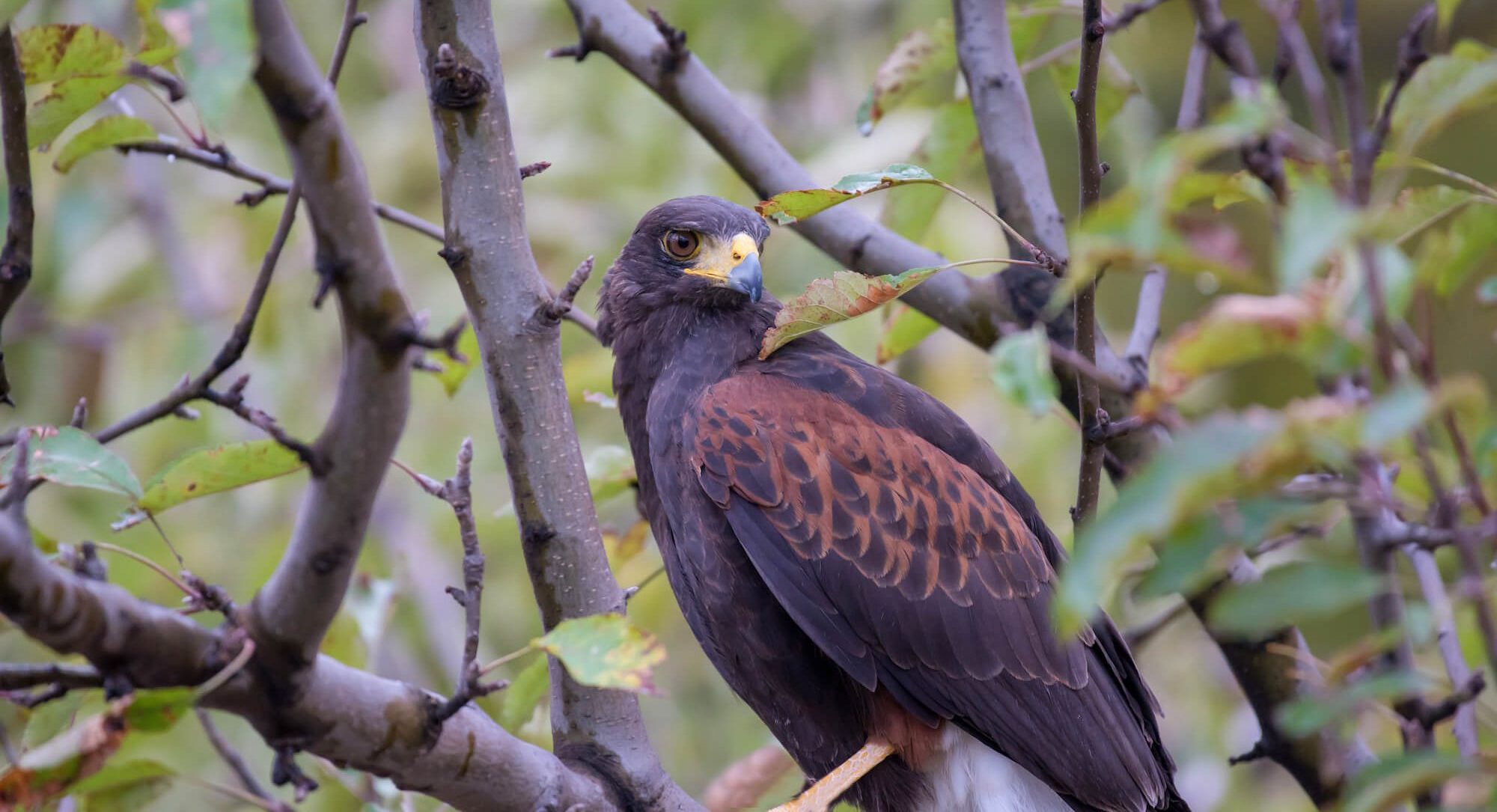 A Harris's Hawk perched on a branch