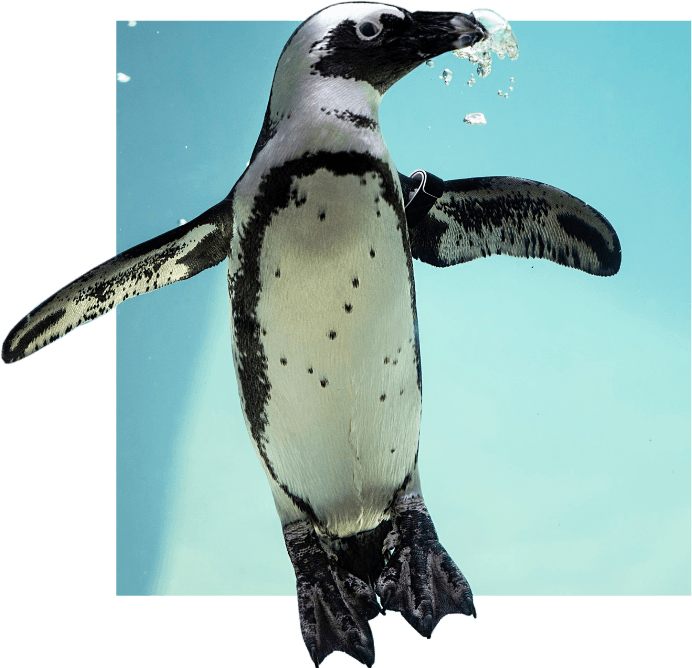 African Penguin swimming up through water
