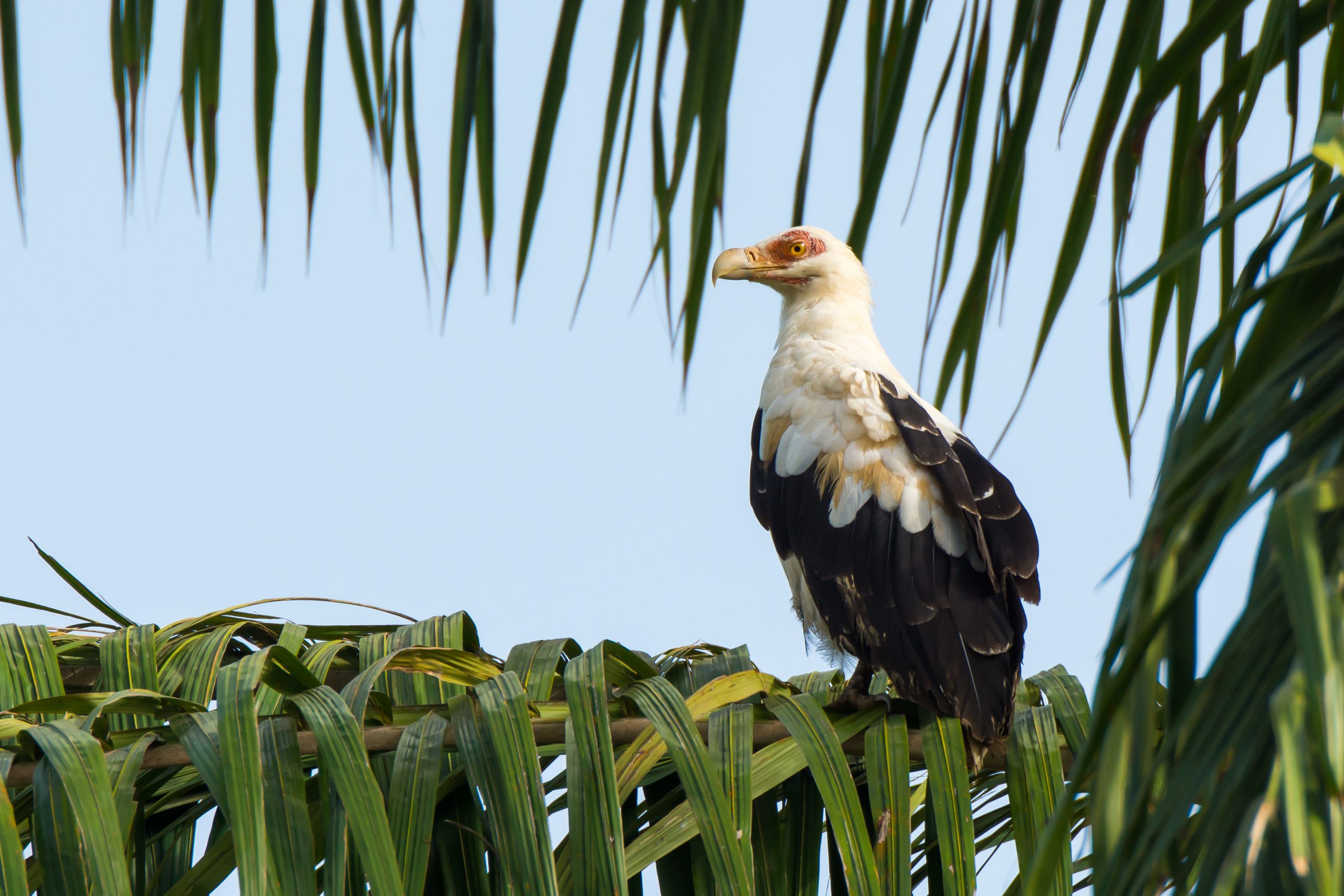 Palm-nut Vulture perched on a branch