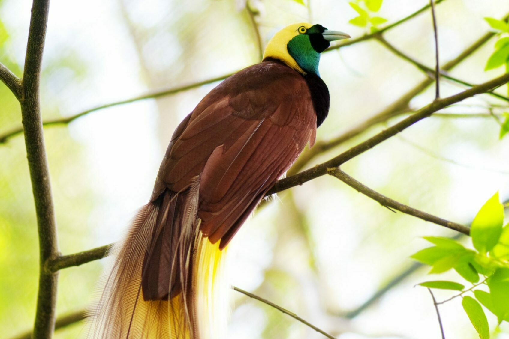 Male Lesser Bird-Of-Paradise perched on a branch
