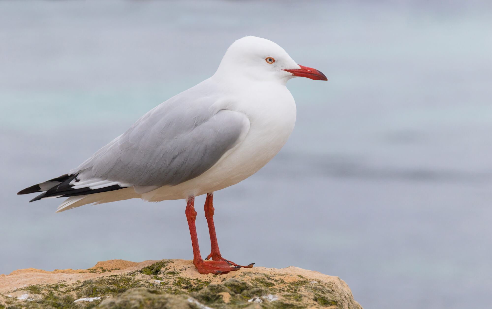 Silver Gull standing on a rock