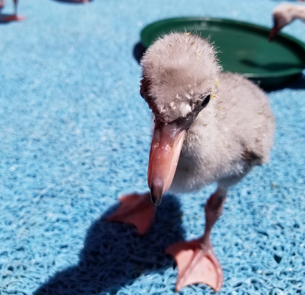 A Lesser Flamingo chick being cared for in South Africa.