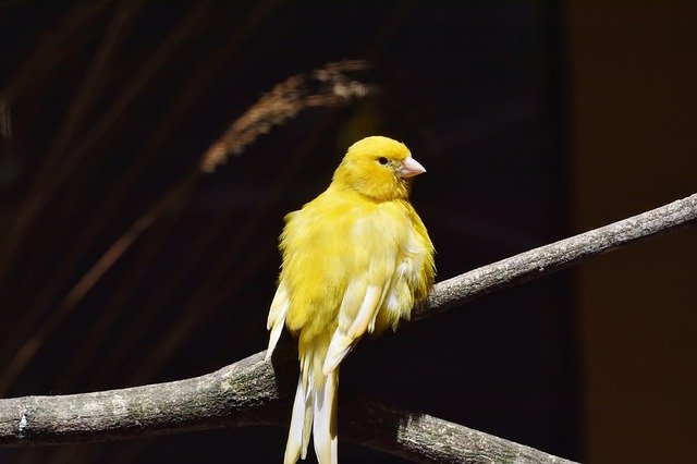 Canary perched on a branch