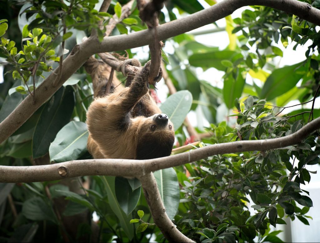 A Linnaeus's Two-toed Sloth hanging upside down on a branch