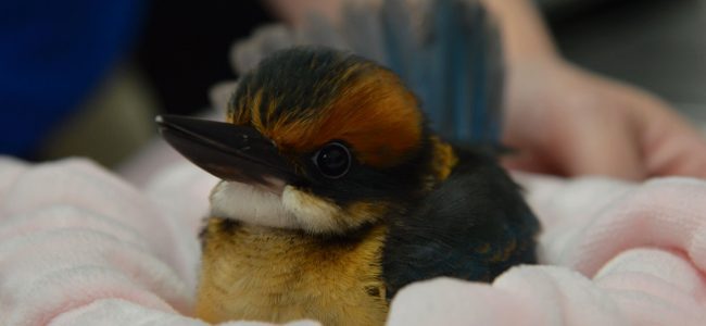 Guam Kingfisher chick on a blanket