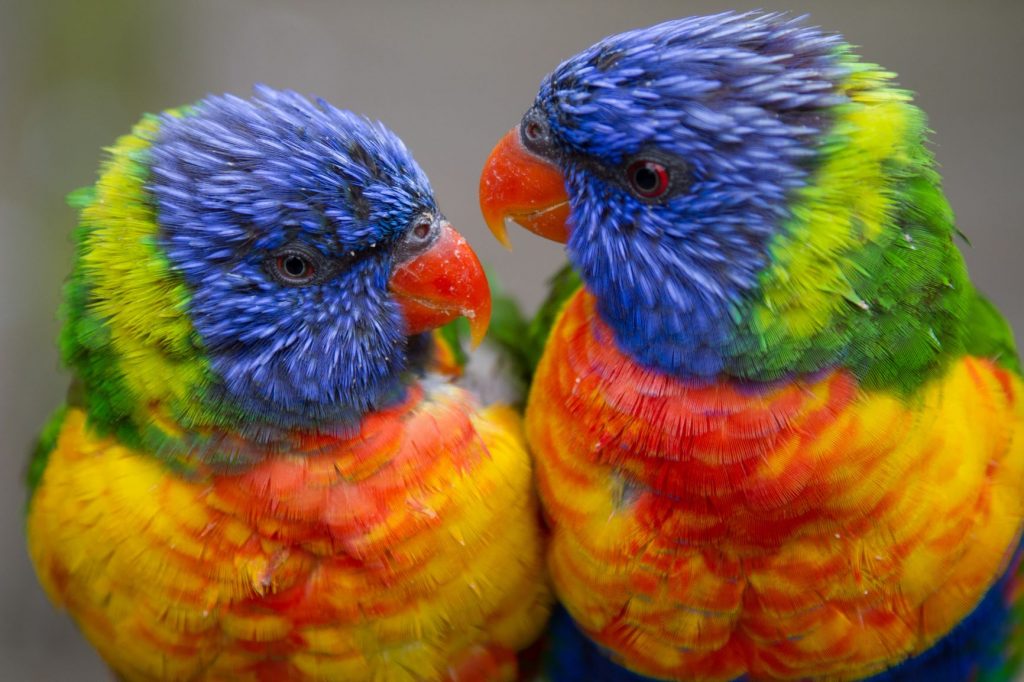 Rainbow Lorikeet Feeding | National Aviary