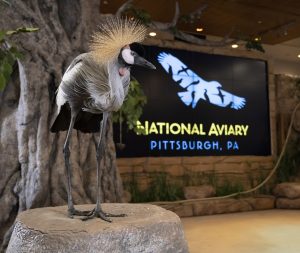 A grey crowned-crane perches on a rock with National Aviary logo in background