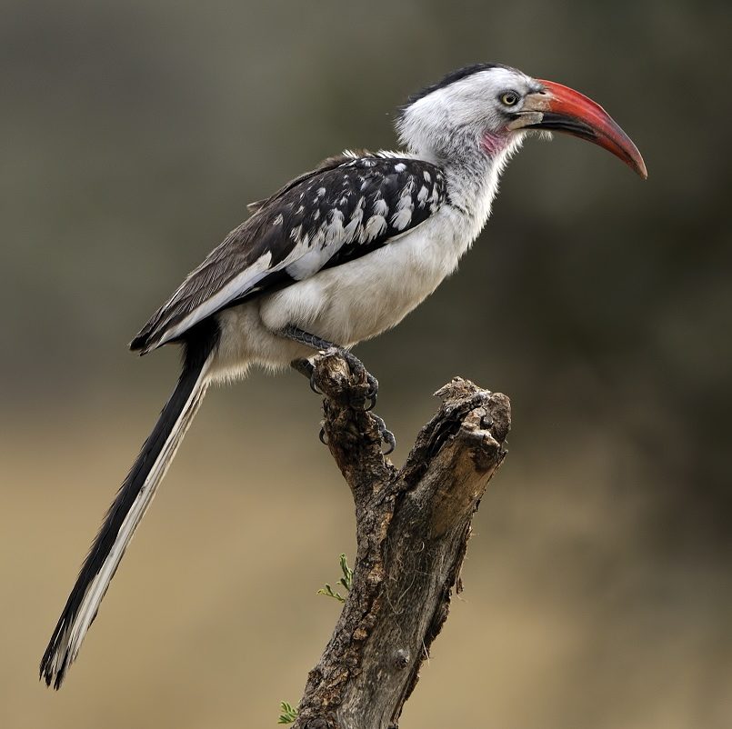 Red-billed Hornbill perched on a branch