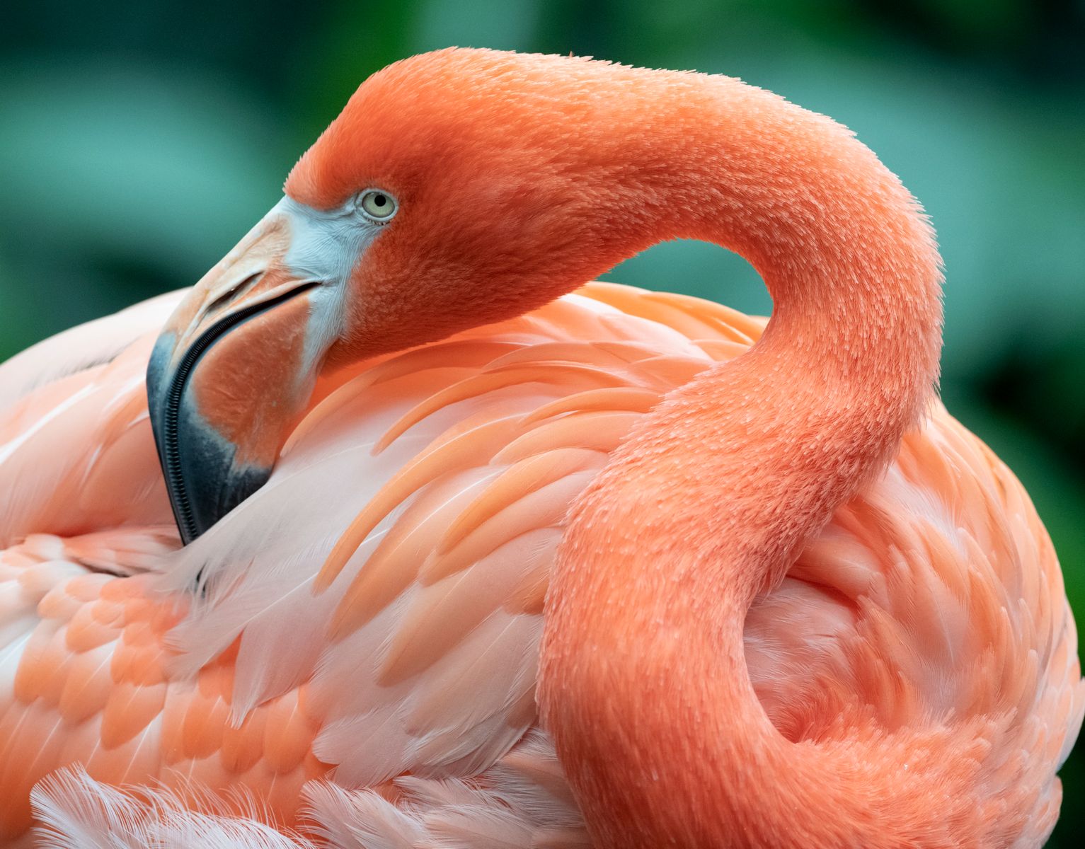 American Flamingo preening itself