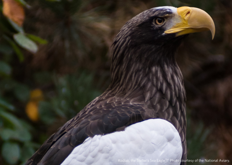 Female Steller's Sea Eagle - National Aviary