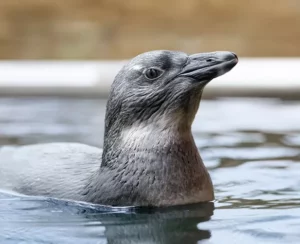 The National Aviary's Penguin-Palooza