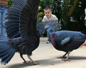 A young boy looking at two Victoria Crowned Pigeons