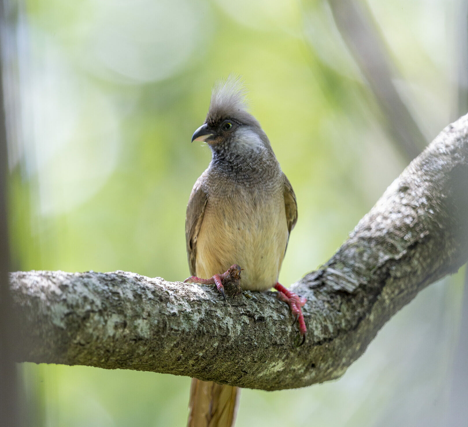 A Speckled Mousebird sits on a branch, surrounded by lush greenery