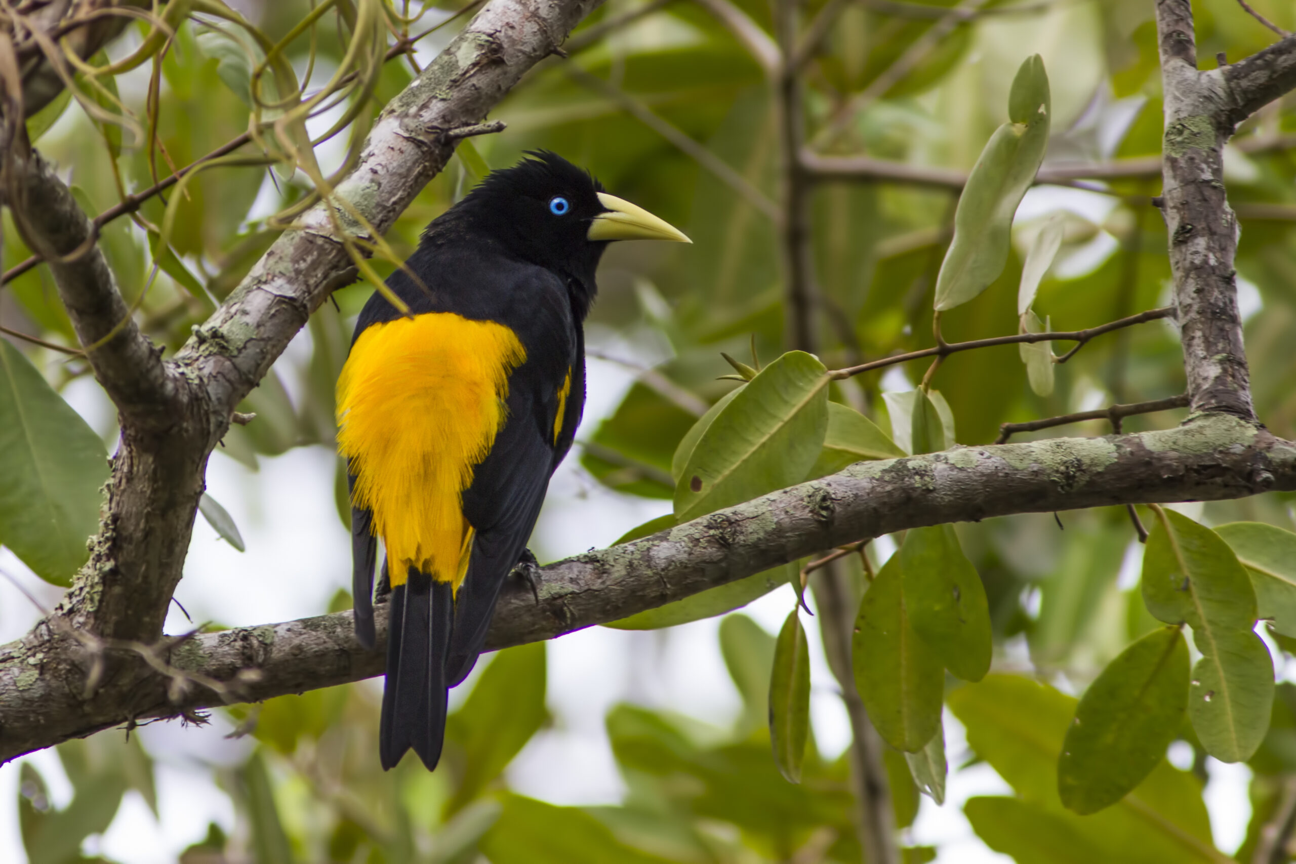 Yellow-rumped Cacique sitting in a tree
