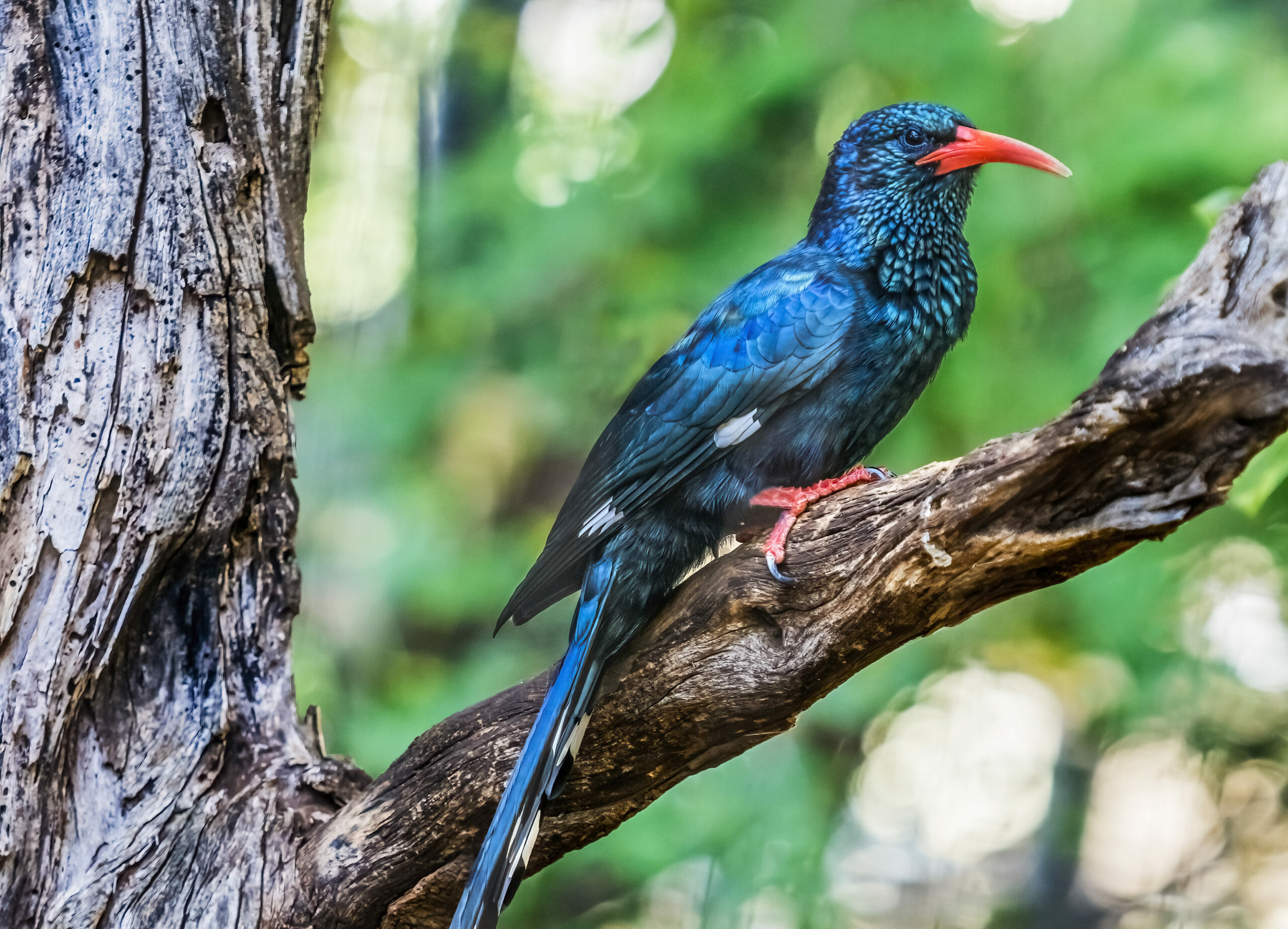 A Green Woodhoopoe sitting on a small tree branch.