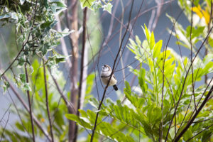 Owl Finch in Foliage in the Grasslands habitat at the National Aviary.