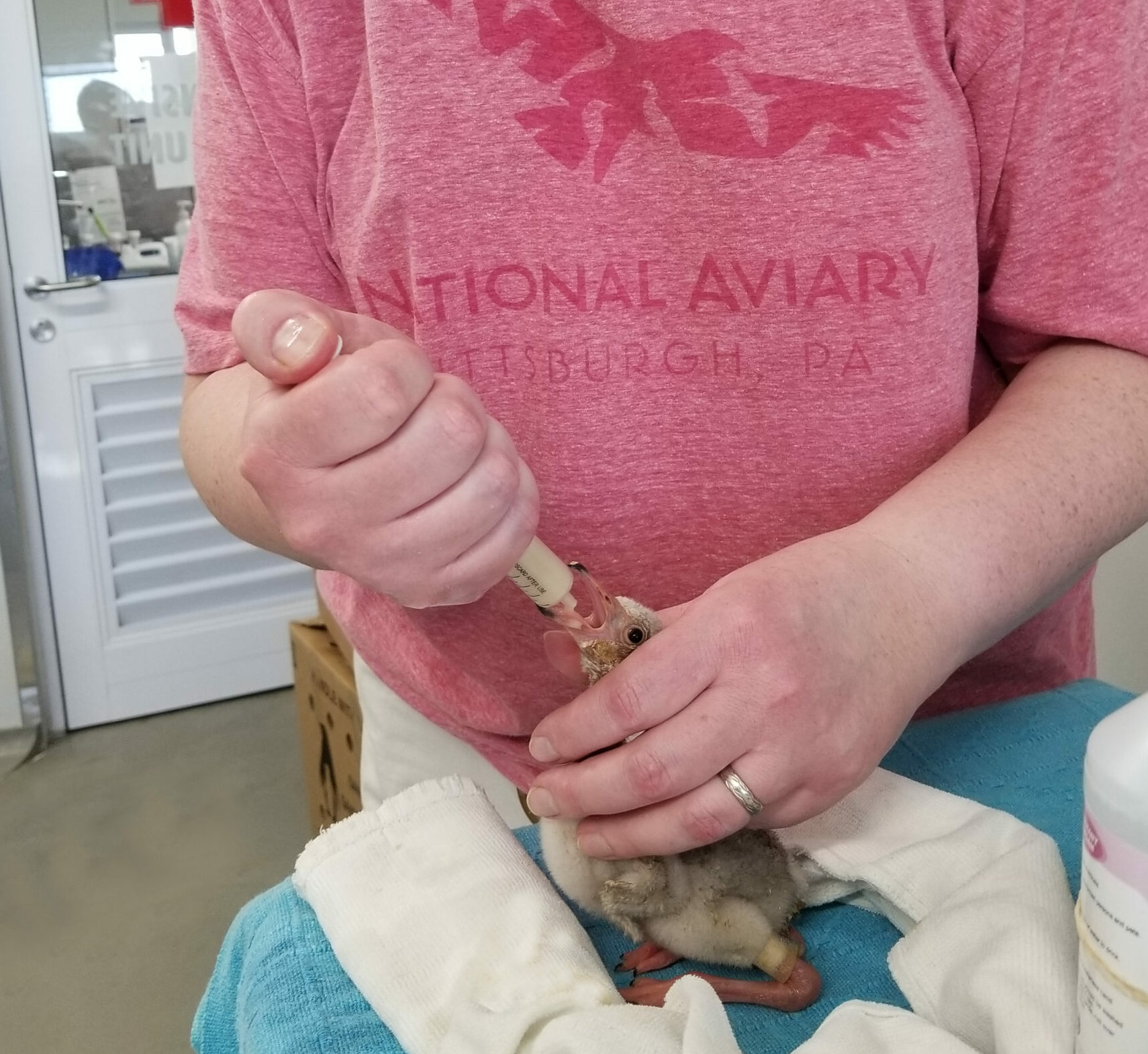 National Aviary Expert Teri G, hand feeding a Lesser Flamingo chick in South Africa