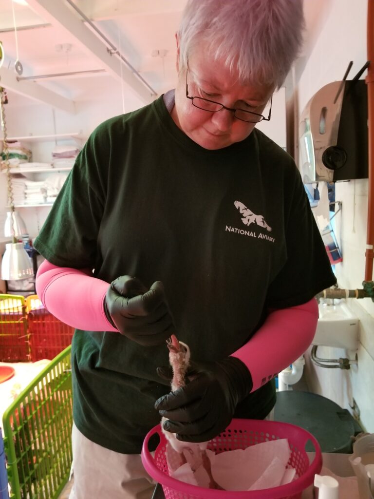 National Aviary Expert Teri G, hand feeding a Lesser Flamingo chick in South Africa