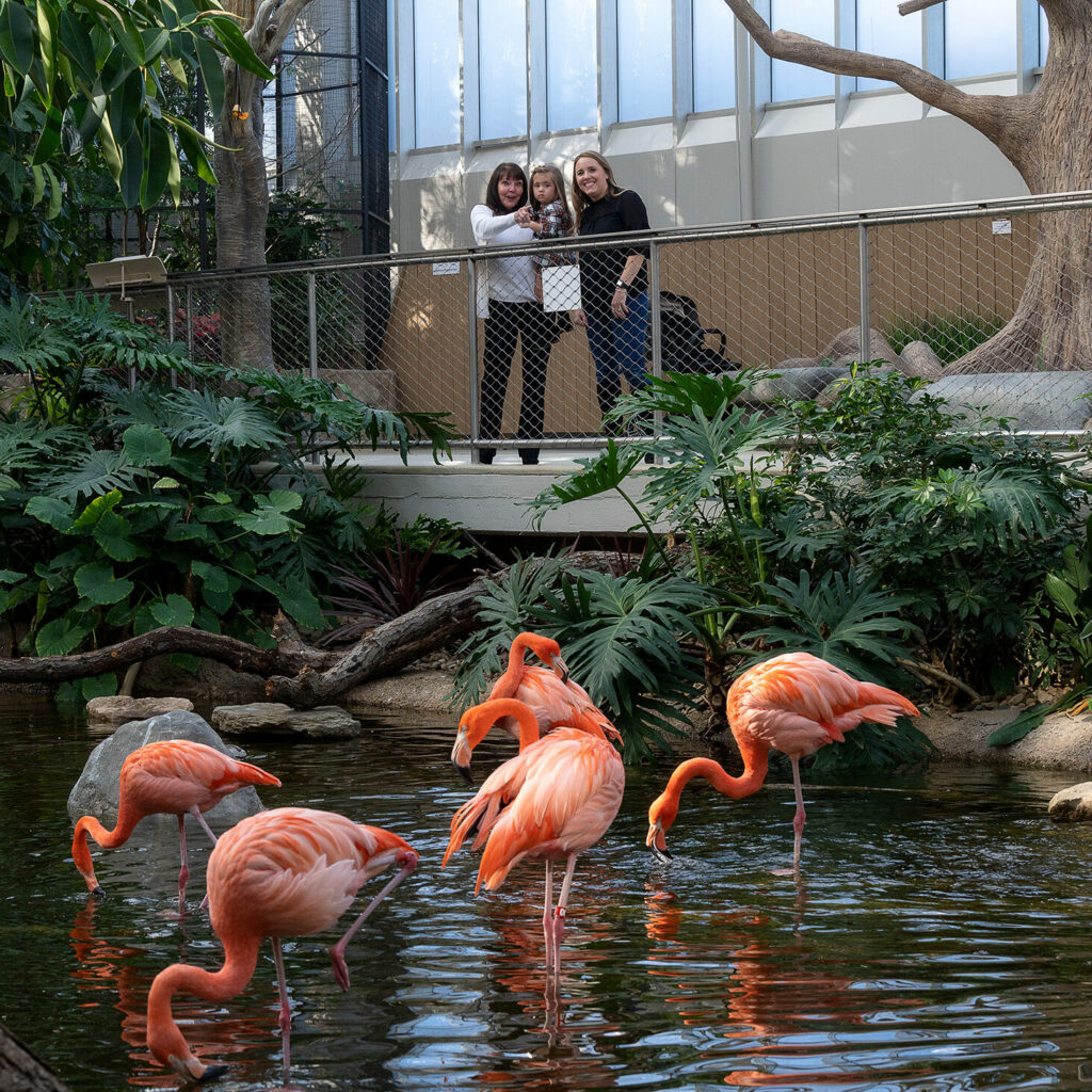 Flamingos in the Wetlands