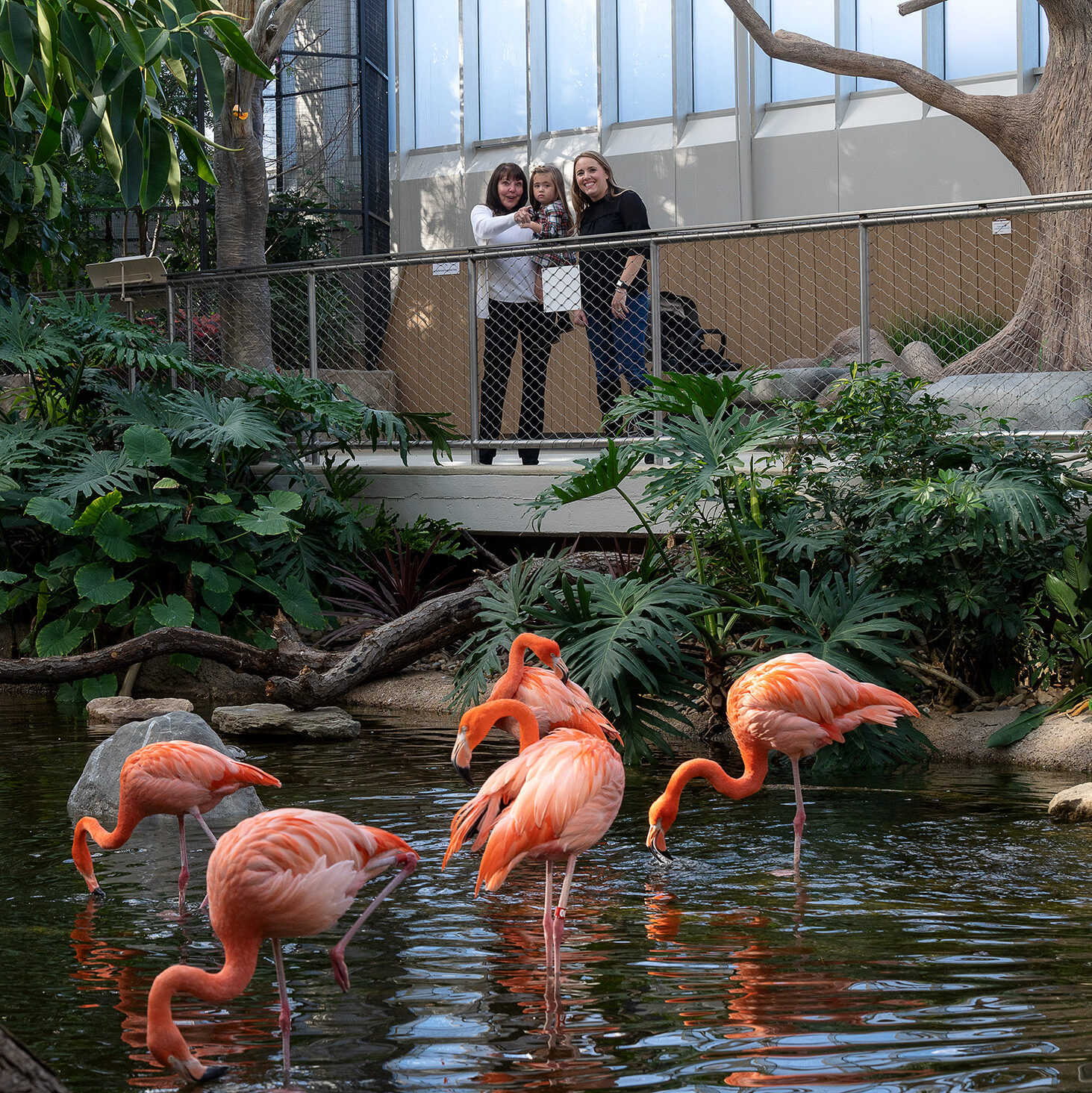 Flamingos in the Wetlands