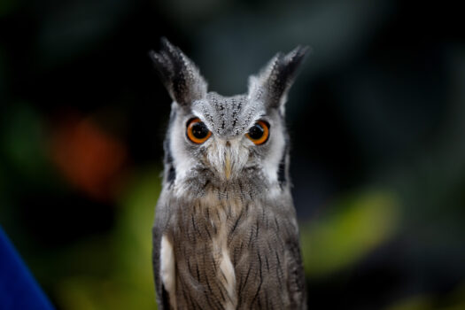 Northern White-faced Owl