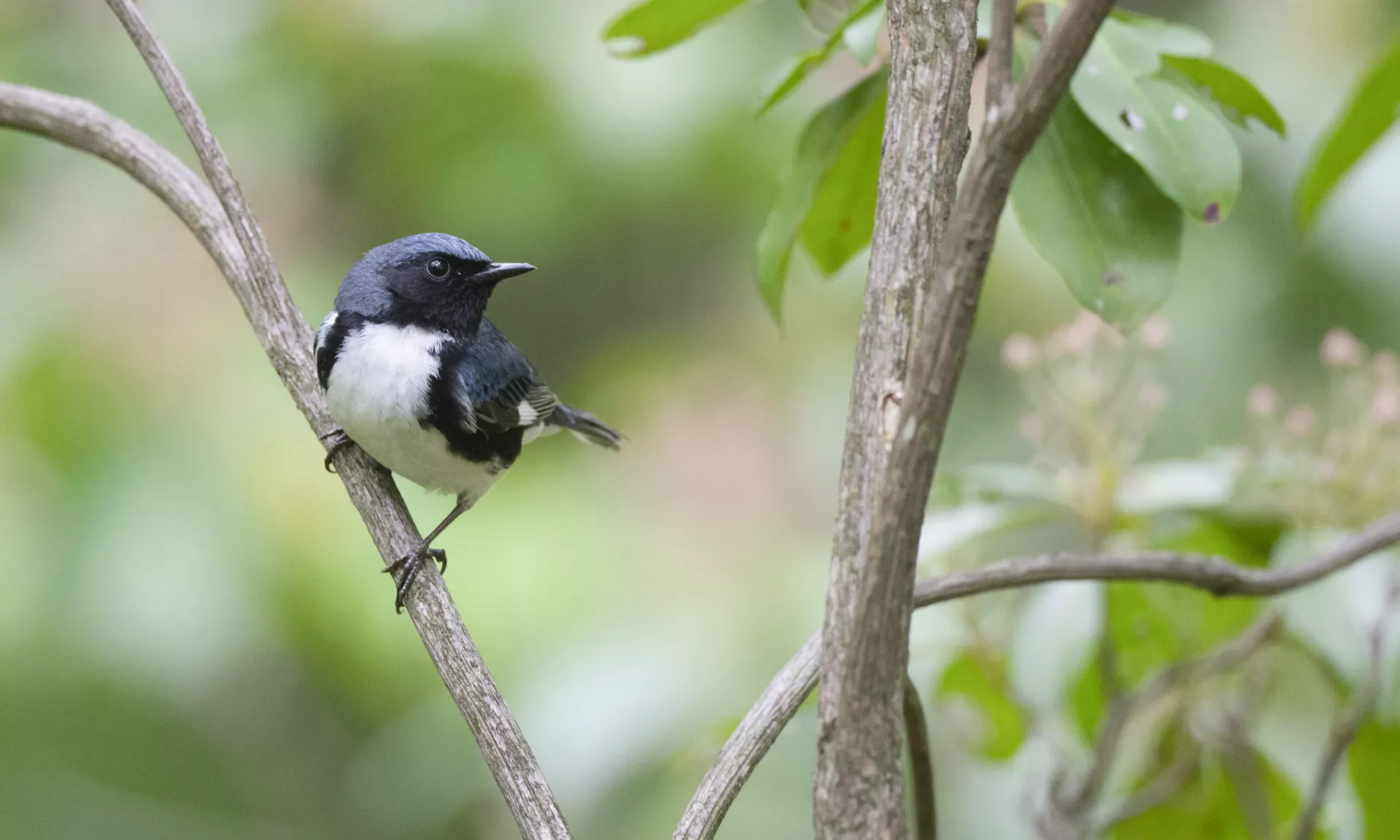 A Black-throated Blue Warbler sitting on a small branch in Western PA's Cook Forest. The Warbler is looking to its left, showcasing a large spot of white plumage on its chest, surrounded by various black and blue feathers.