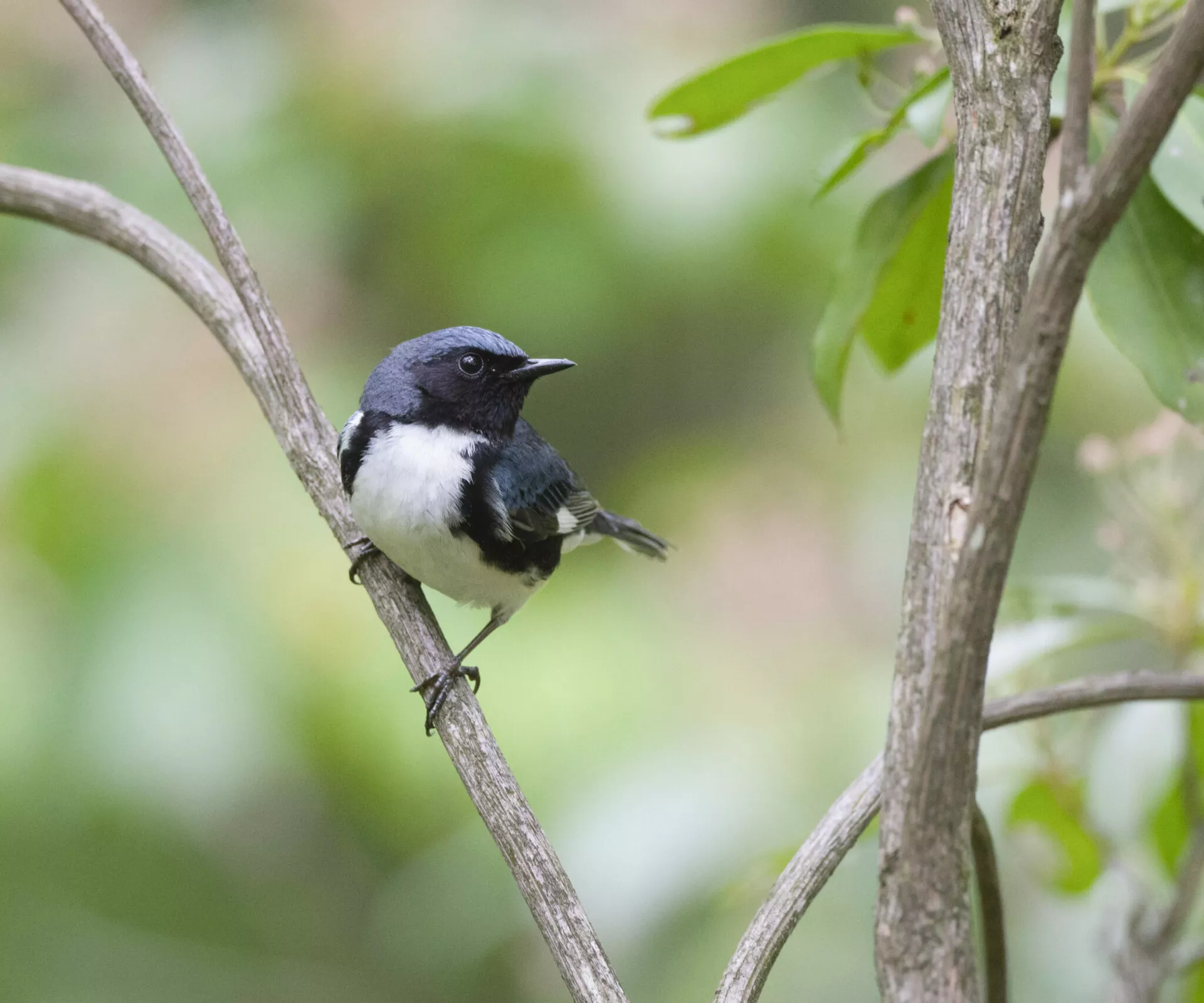 A Black-throated Blue Warbler sitting on a small branch in Western PA's Cook Forest. The Warbler is looking to its left, showcasing a large spot of white plumage on its chest, surrounded by various black and blue feathers.