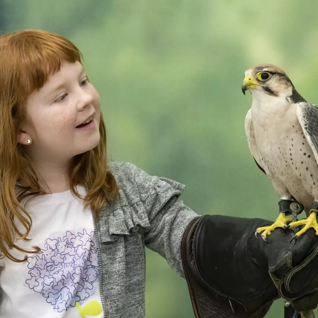 A young girl looks at a Lanner Falcon she's holding on her gloved arm