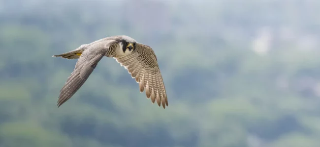 Wild Peregrine Falcon, Carla, circling her nest at the Cathedral of Learning