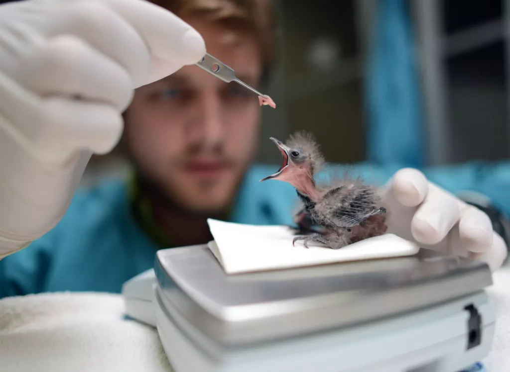 An intern feeding a Fairy Blue-bird chick