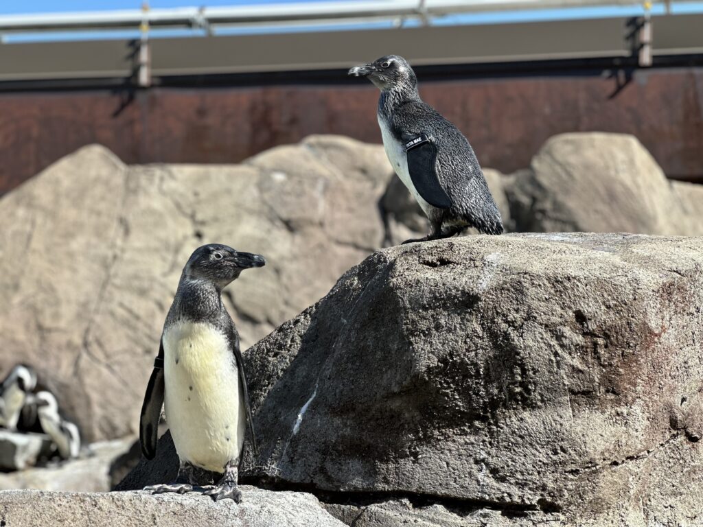 juvenile penguins in habitat
