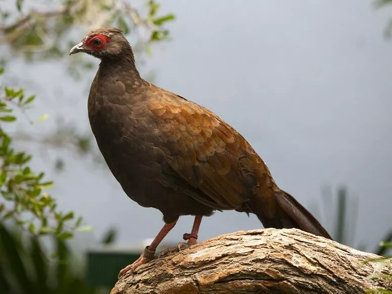 Female Vietnam Pheasant on the naturalistic grounds.