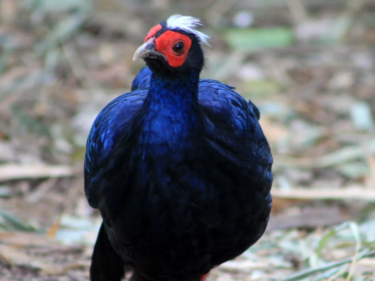Male Vietnam Pheasant on the naturalistic grounds.