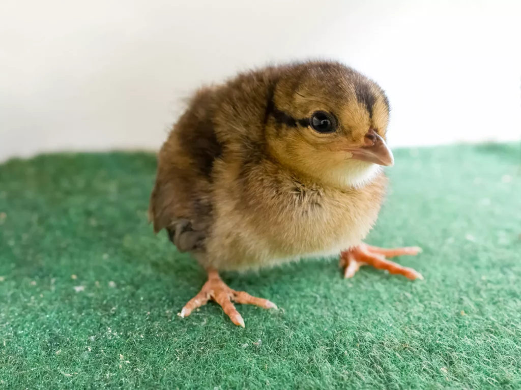 Vietnam Pheasant chick on soft green faux grass.