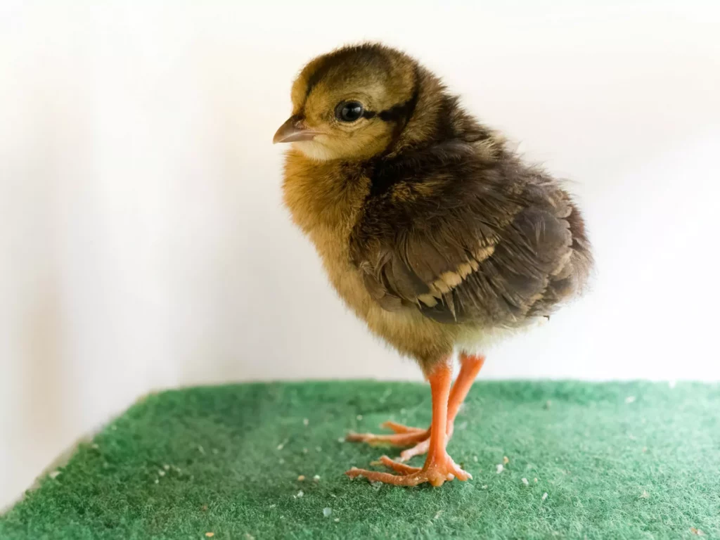 Vietnam Pheasant chick on soft green faux grass.