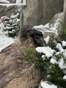 Two female Andean Condor juveniles snuggling next to each other while enjoy a recent snowfall.