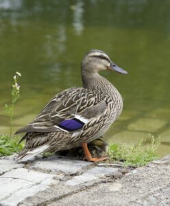 Female mallard helping her ducklings swim in a pond.