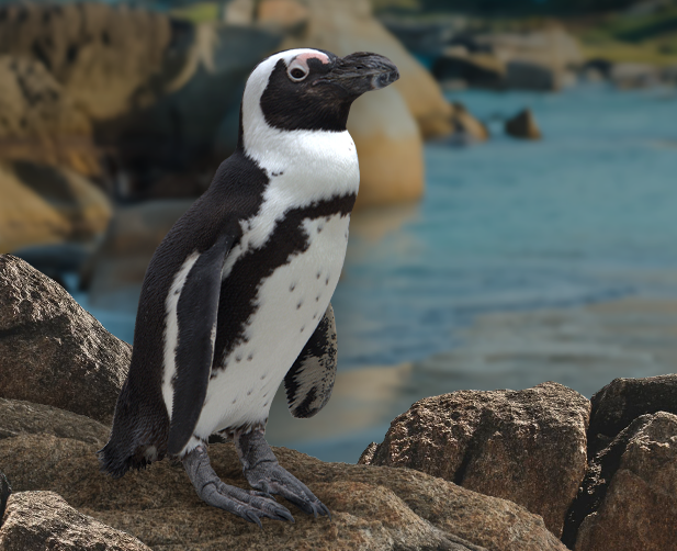 African Penguin standing on a rocky shore, with a beach in the background.