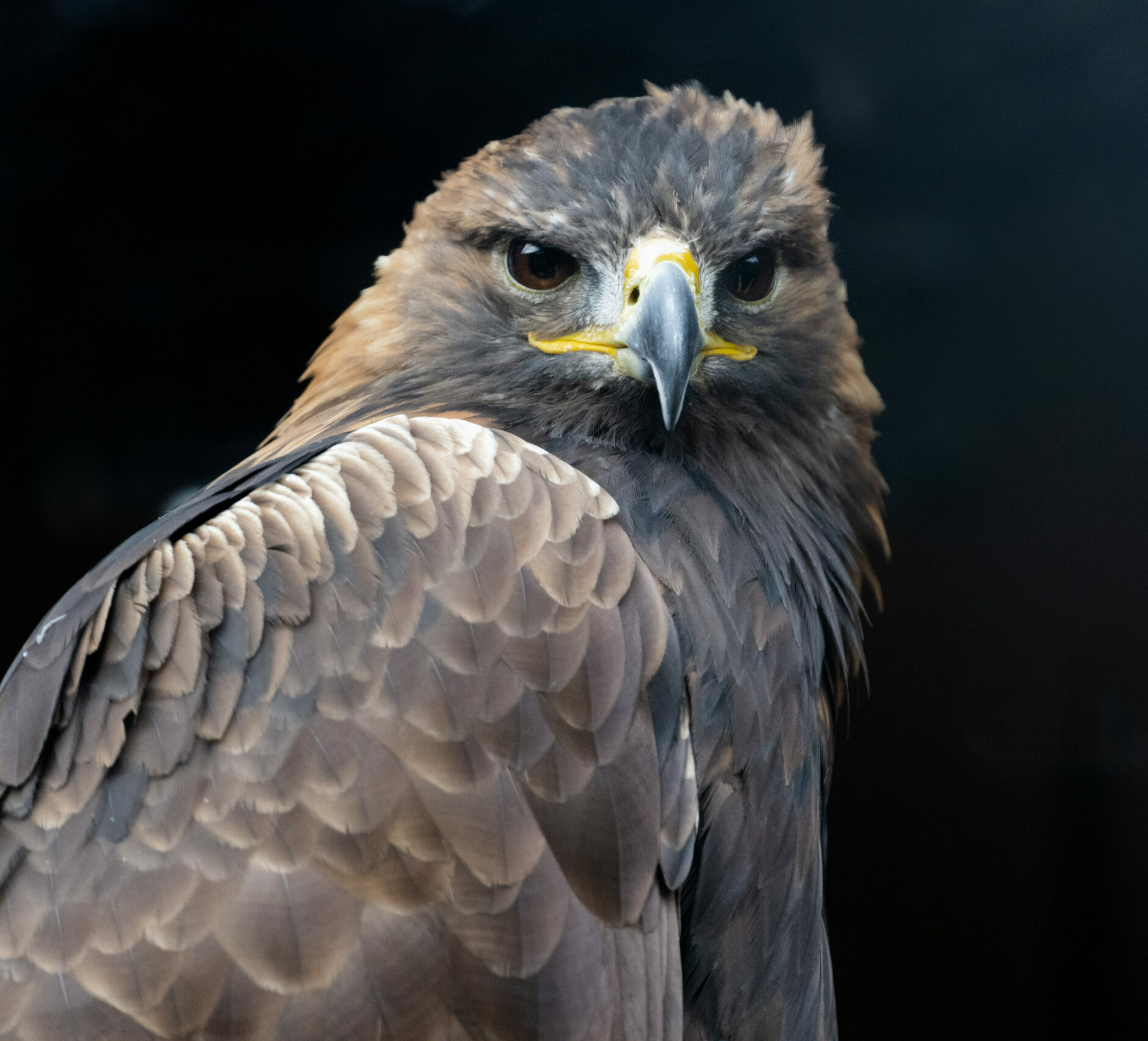 A perfectly framed close up headshot of a Golden Eagle.