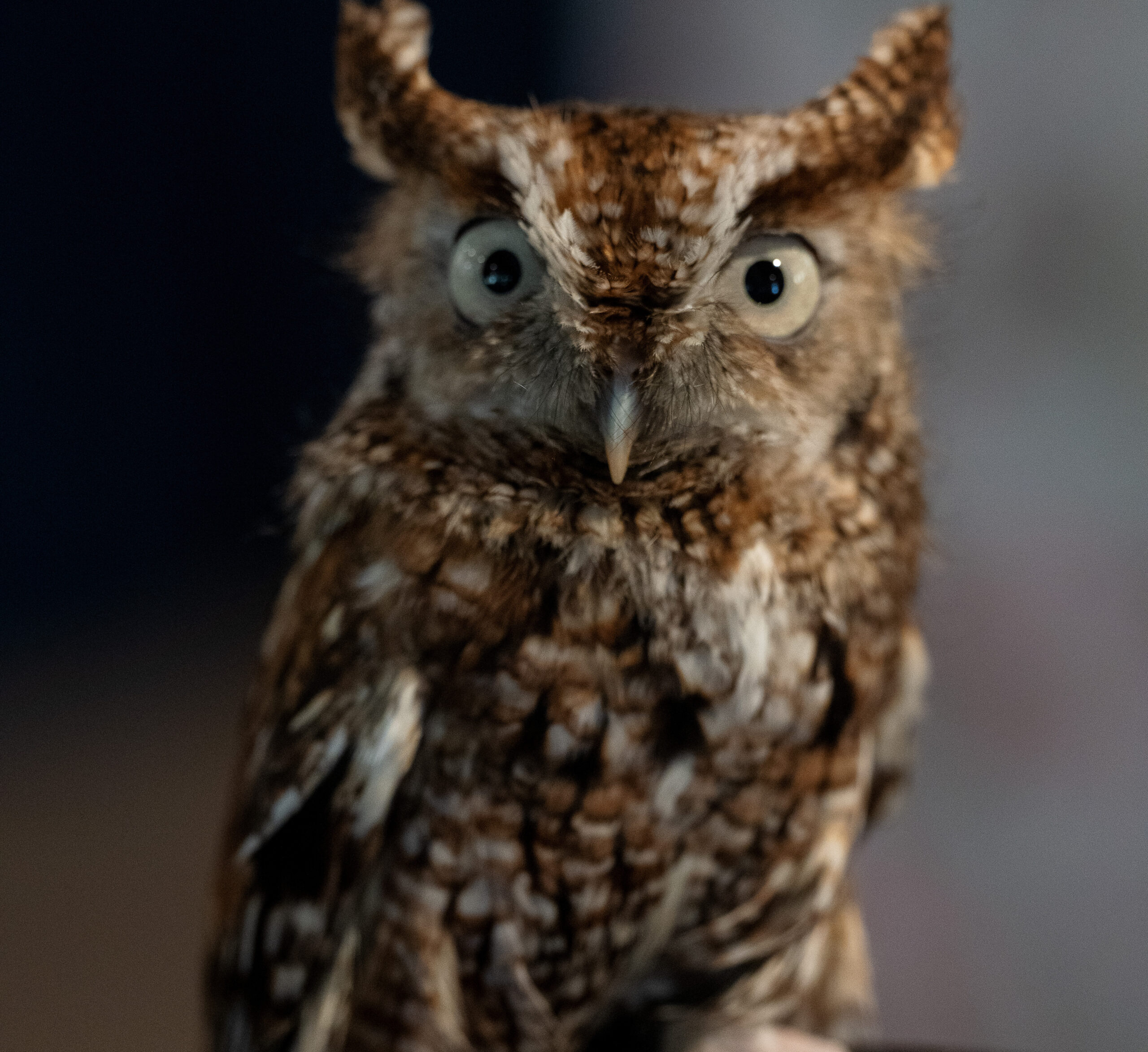 Close up picture of an Eastern Screech-Owl