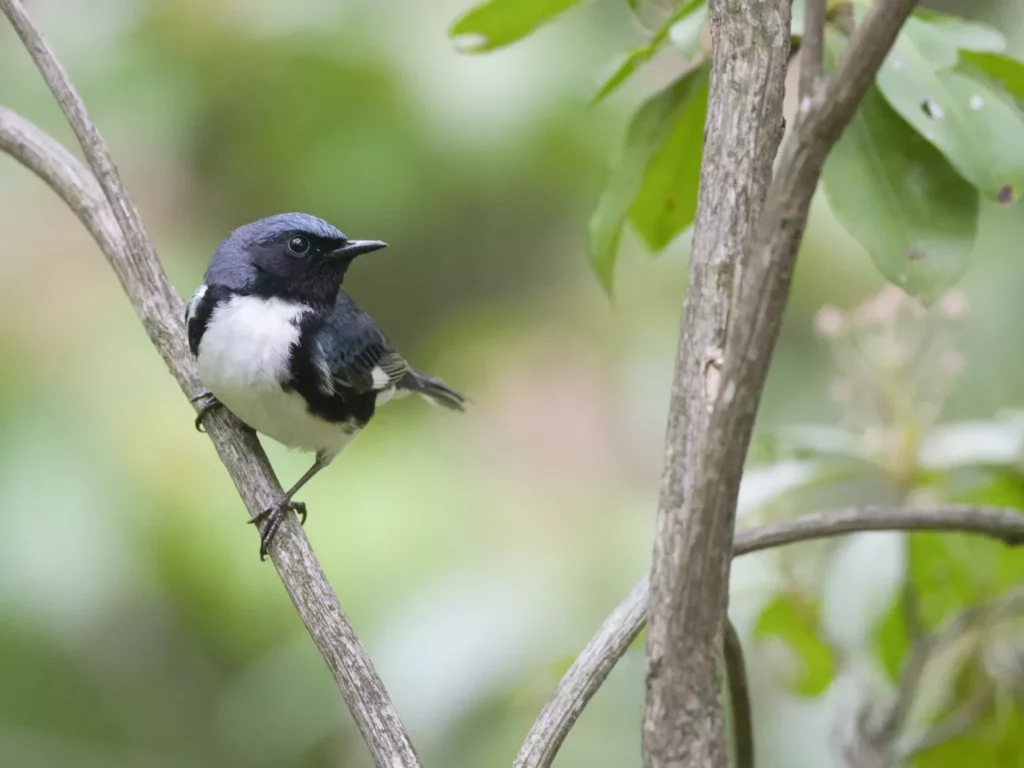 A Black-throated Blue Warbler sitting on a small branch in Western PA's Cook Forest. The Warbler is looking to its left, showcasing a large spot of white plumage on its chest, surrounded by various black and blue feathers.