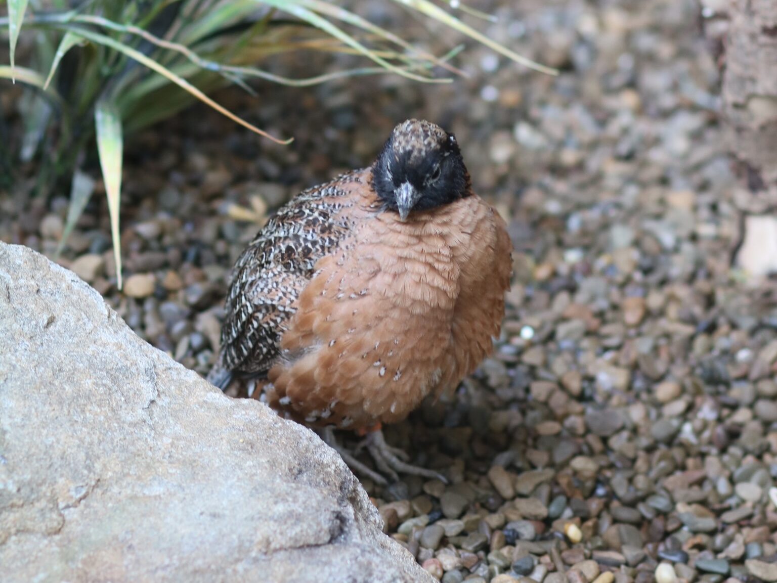 Masked Bobwhite on the ground.