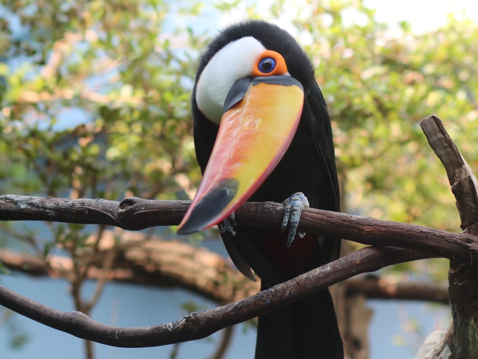 Toucan on a branch