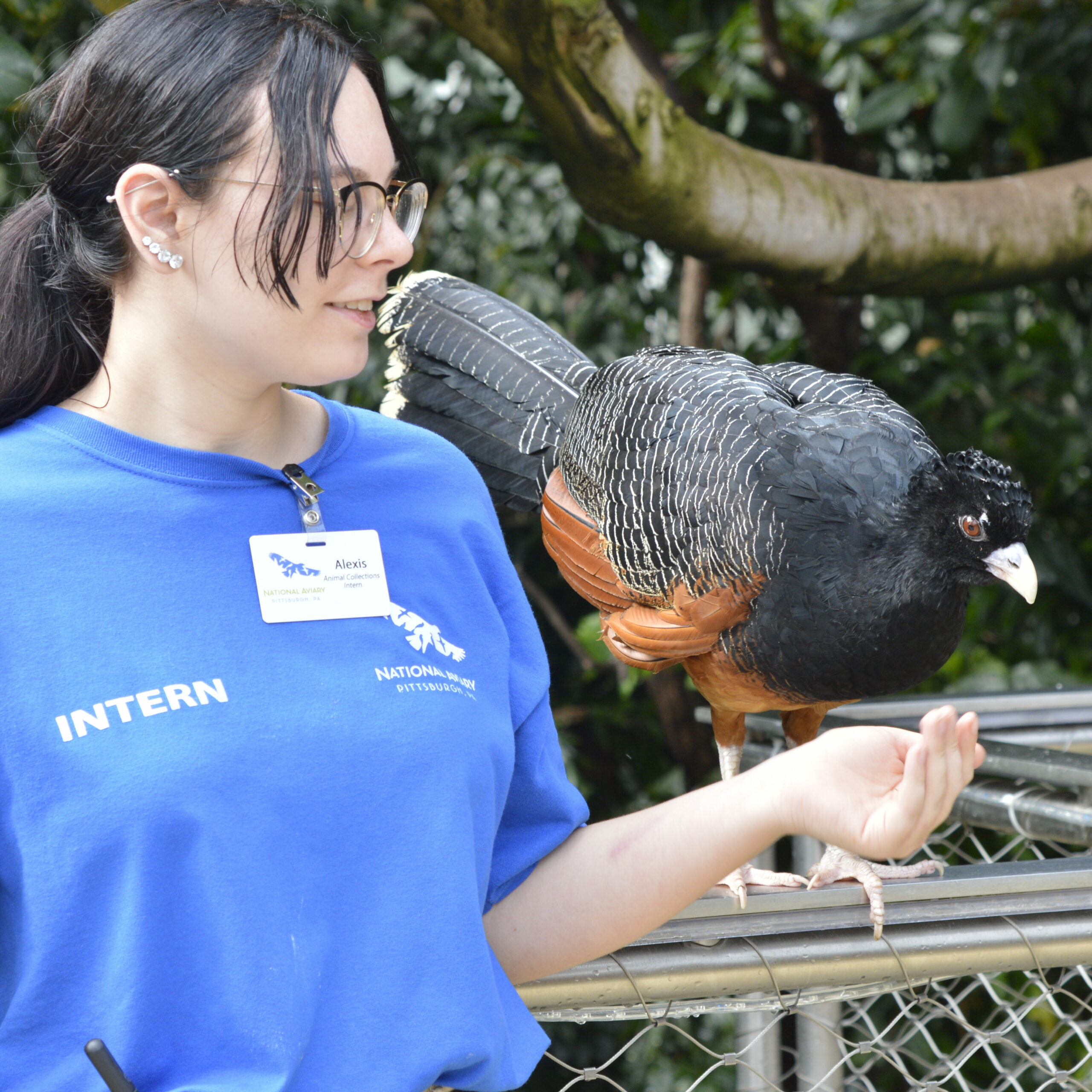 A National Aviary intern holding out her hand, feeding a Blue-billed Curassow a grape. 