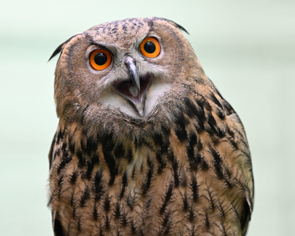 Eurasian Eagle-Owl looking into the camera with her mouth open!