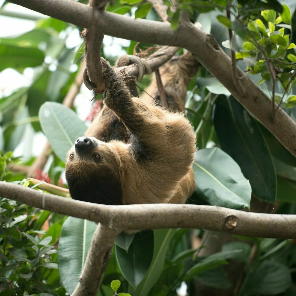 A Linnaeus's Two-toed Sloth hanging upside down on a branch